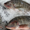 Taiwan Red Tilapia - Image 2