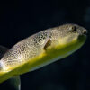 Japanese Fugu - Image 2