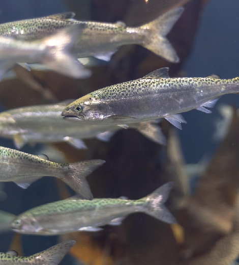 Tasmanian Atlantic Salmon