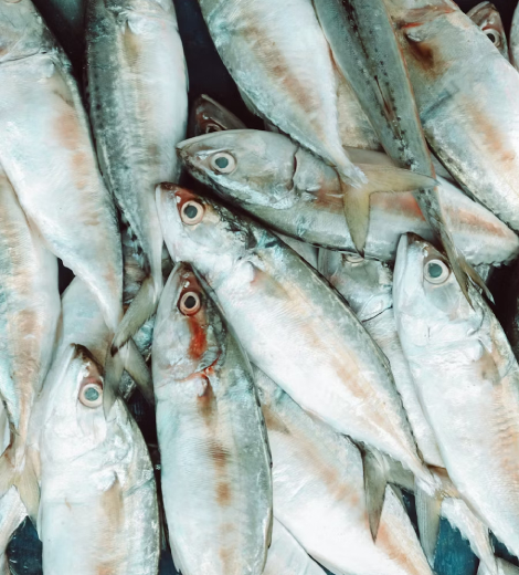 Hilsa Ganges Wild